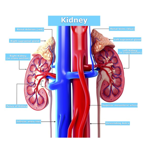 What Are the Parts of the Human Kidney? | Healthfully