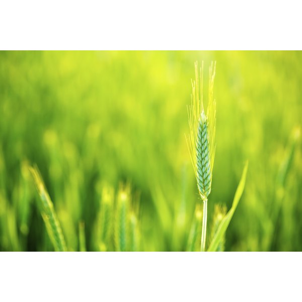 is-barley-grass-safe-for-celiac-healthfully