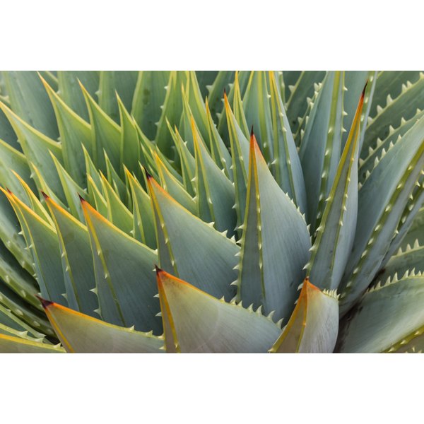What Are the Benefits of Aloe Vera & Prickly Pear? | Our ...