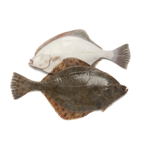 How To Fillet A Flounder