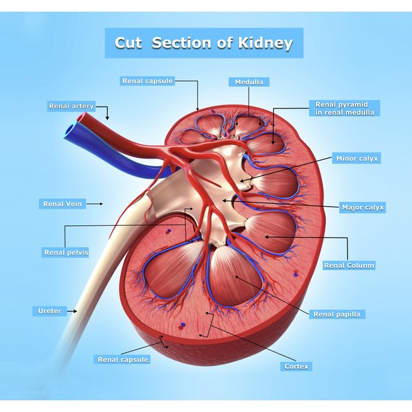 Kidney Endocrine Functions | Healthfully