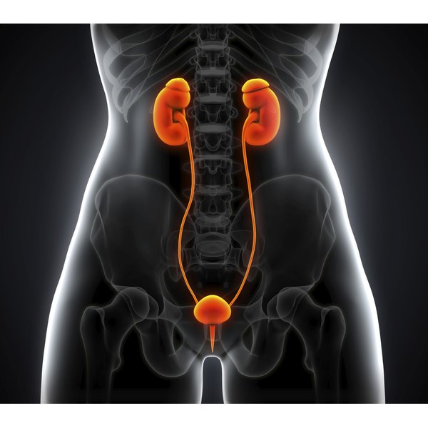 What Body Systems Do the Kidneys Work With? | Healthfully