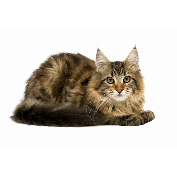 Anemia In Cats How To Treat Anemia In Cats How To Treat