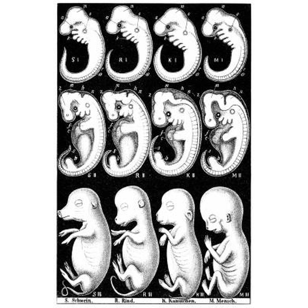 what-is-comparative-embryology-synonym