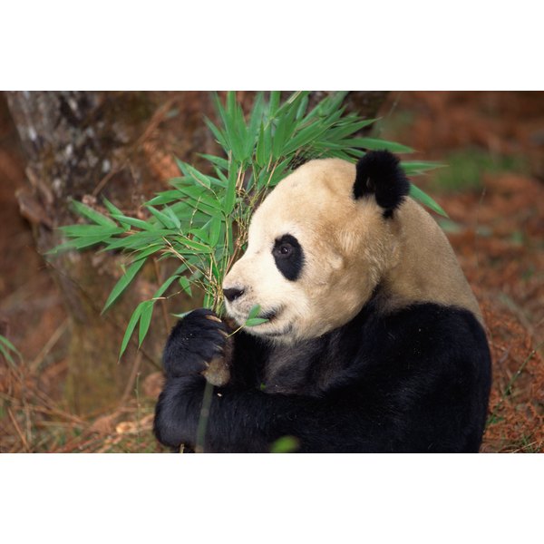 Activities for Preschoolers About Panda Bears - Synonym