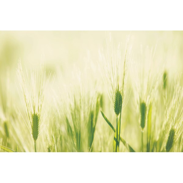 nutrition-in-barley-grass-our-everyday-life