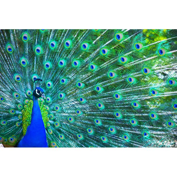 What Does a Peacock Feather Symbolize? | Synonym