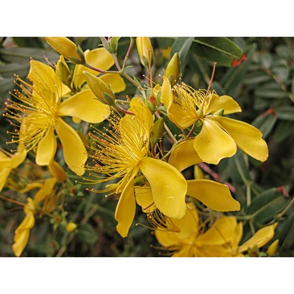 Can i take st johns wort with tramadol