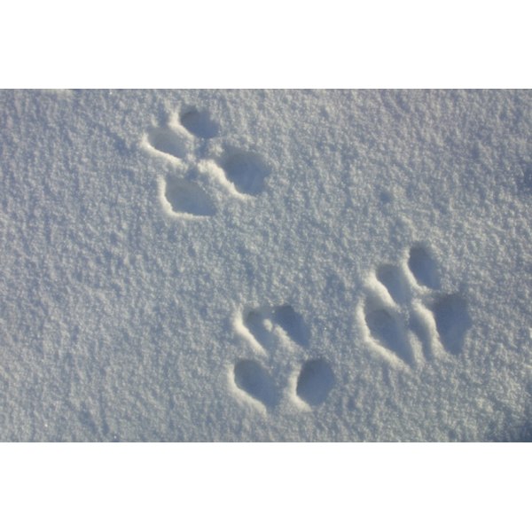 animal-footprint-games-for-kids-synonym