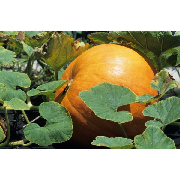 how-to-cook-pumpkin-leaves-healthfully