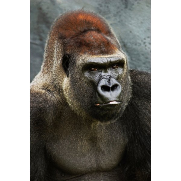Animal rights research paper