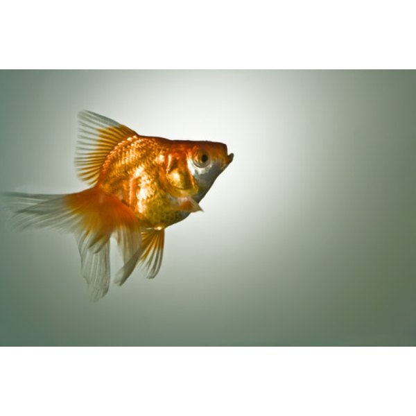 Closeup Of A Dead Goldfish In A Fishing Net Held Above A Toilet