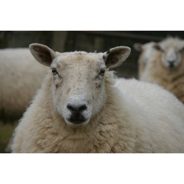 How to Treat Anemia in Sheep | Our Everyday Life