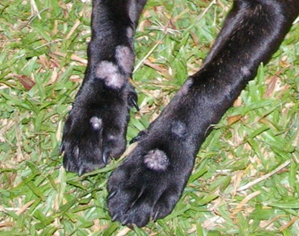 Image of dog with ringworm from Cats of Australia.