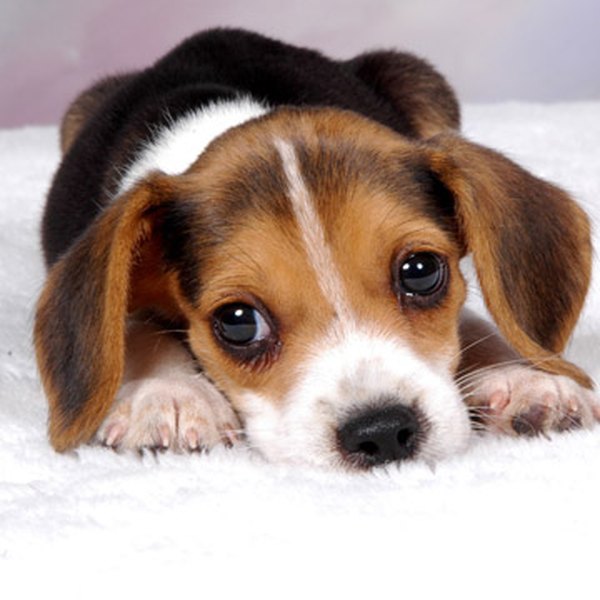 Soothe your puppy's diarrhea.