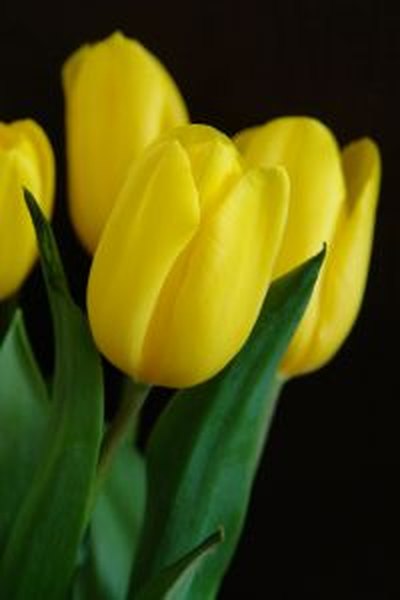 Unduh 990+ Background Bunga Lily Kuning Gratis Terbaik