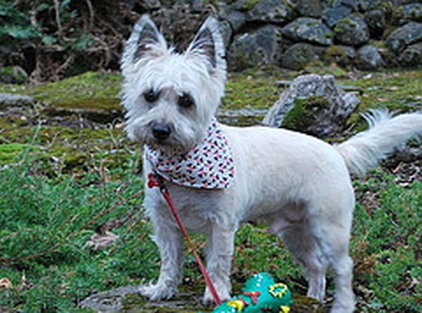 doggoneknitting at Flickr
