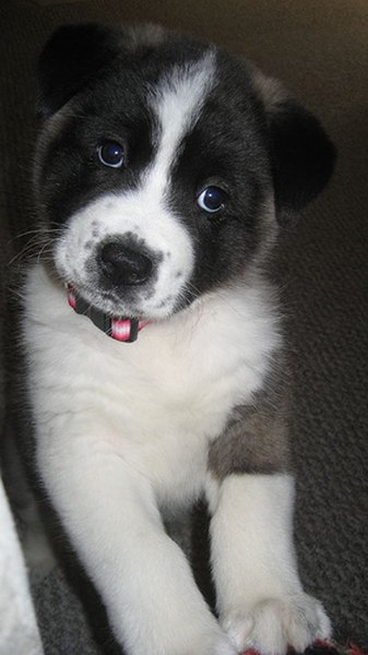 flickr.com/photos/billndotnet/368353673/ Akita puppies are rambunctious and intelligent