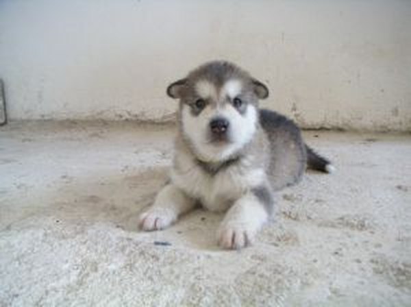 emmanouel V. Puppy