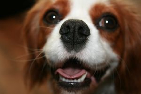 sylo1987 Dog