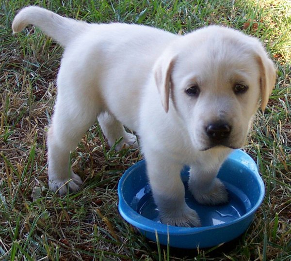 http://www.puppycute.com