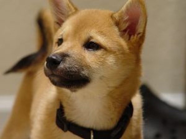 Dogs need a balanced diet to stay healthy and active.