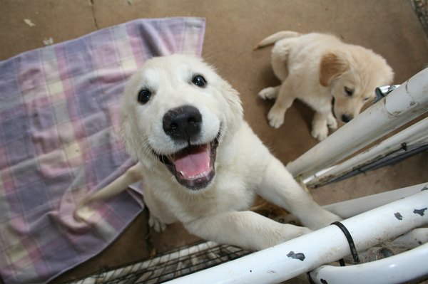 Puppy love