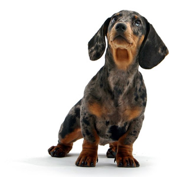 Royalty free image from Shutterstock Your dog will love his peanut butter treats