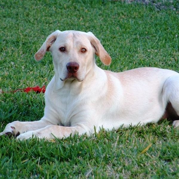 Labrador