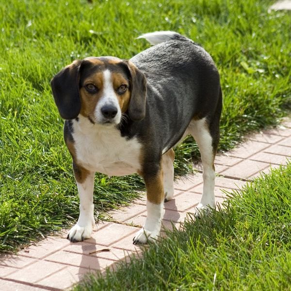 Beagle