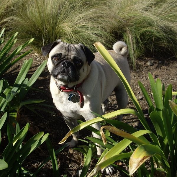 Pugs