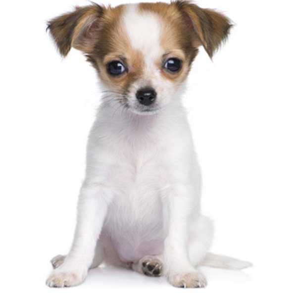 Royalty free image from Shutterstock Train your puppy to sit on command.