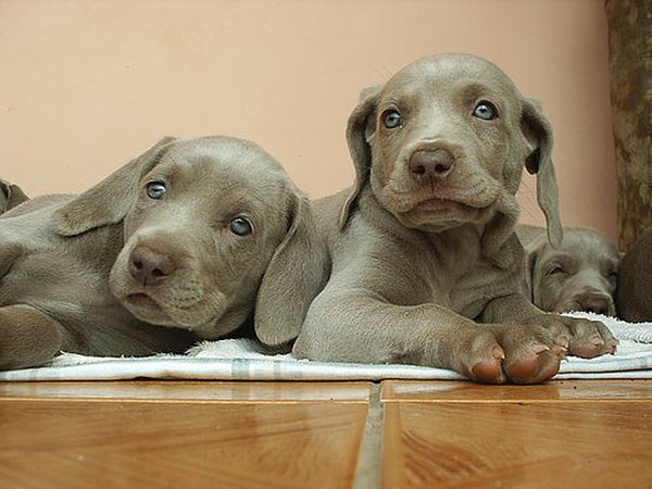 emarquetti http://www.flickr.com/photos/emarquetti/23798083/ Young puppies