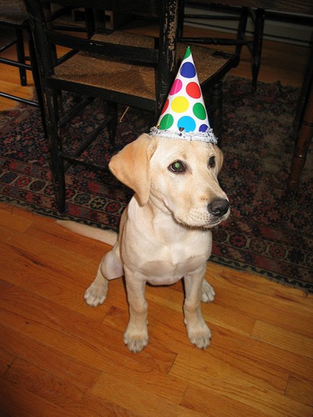 This puppy is ready for a party.
