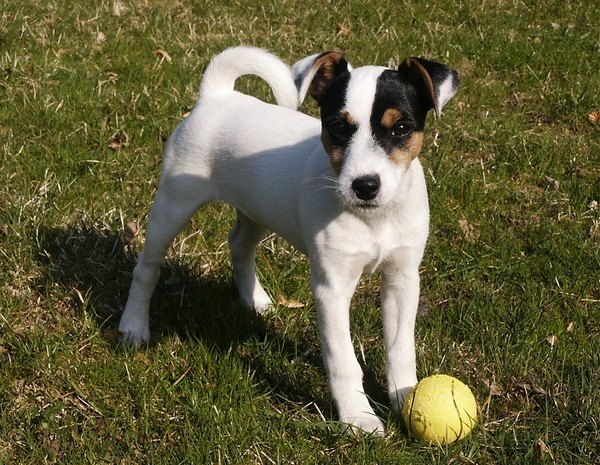 Photo by Verdlanco, Wikimedia Commons, http://commons.wikimedia.org/wiki/File:Parson_Russell_Terrier_Puppy_3_Months_Old.jpg Jack Russell Terrier puppy