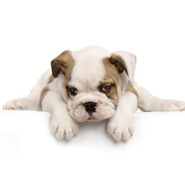 Royalty free image from Shutterstock