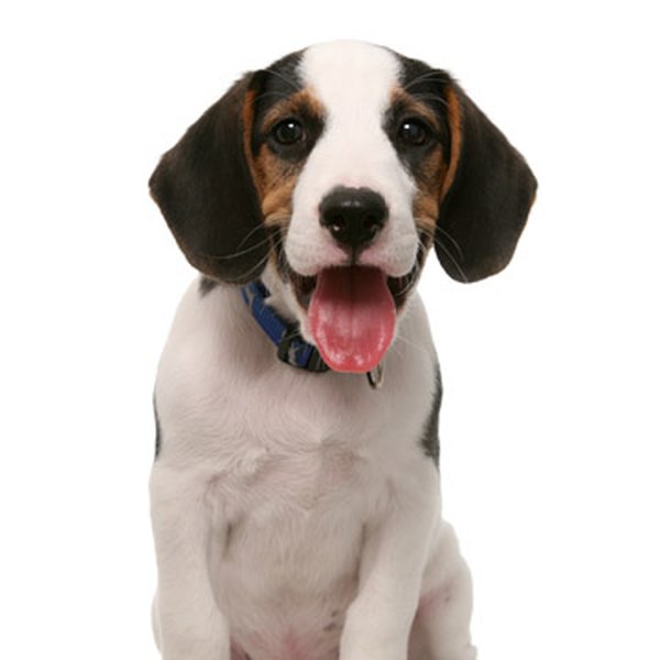 Royalty free image from Shutterstock