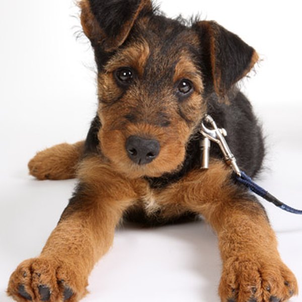 Royalty free image from Shutterstock Help your puppy with teething pain.