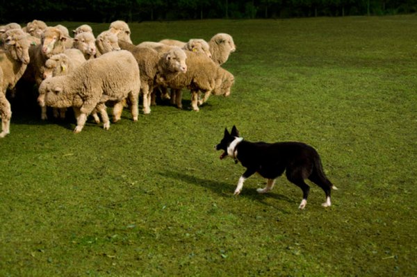 Petsugar.com Herding dogs can be trained as puppies to be strong farm hands.