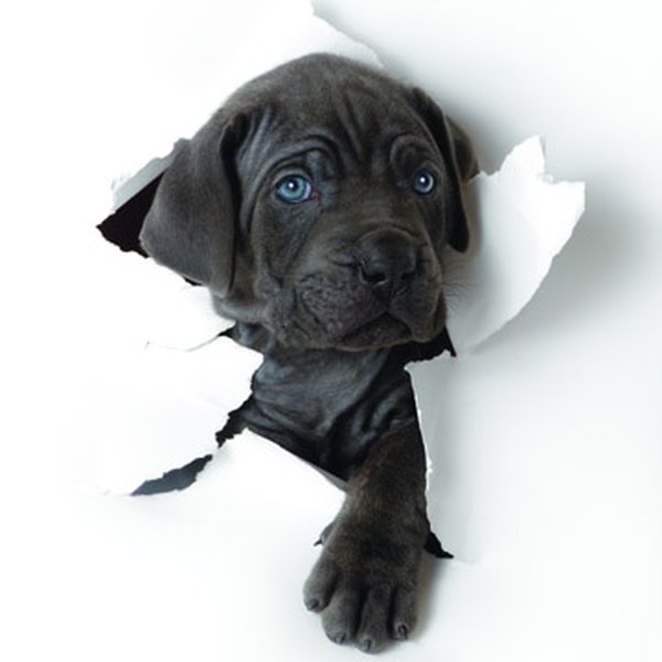 Help your dog fight off allergies.