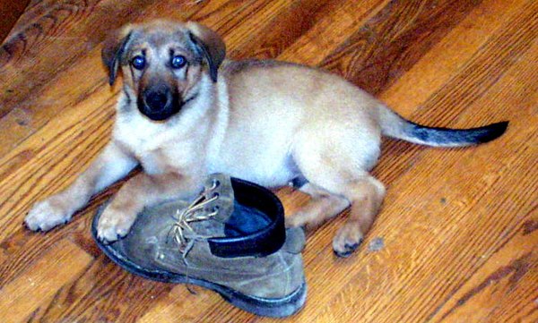 Wikimedia Commons Puppy with Shoe