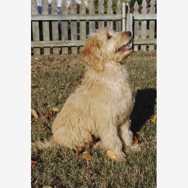 Goldendoodle