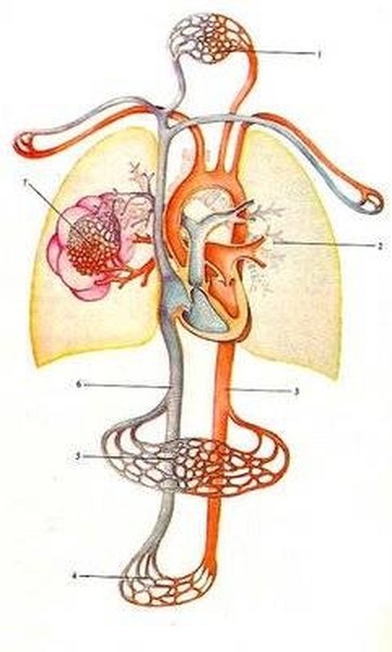 Blood Circulation