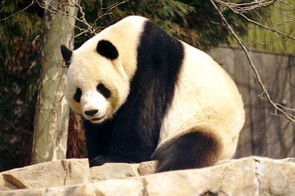 http://en.wikipedia.org/wiki/File:Giant_Panda_2004-03-2.jpg