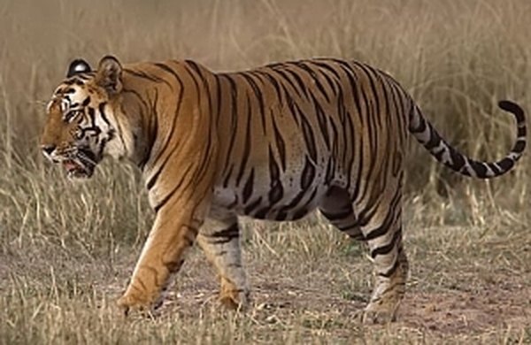http://en.wikipedia.org/wiki/File:Tigerramki.jpg