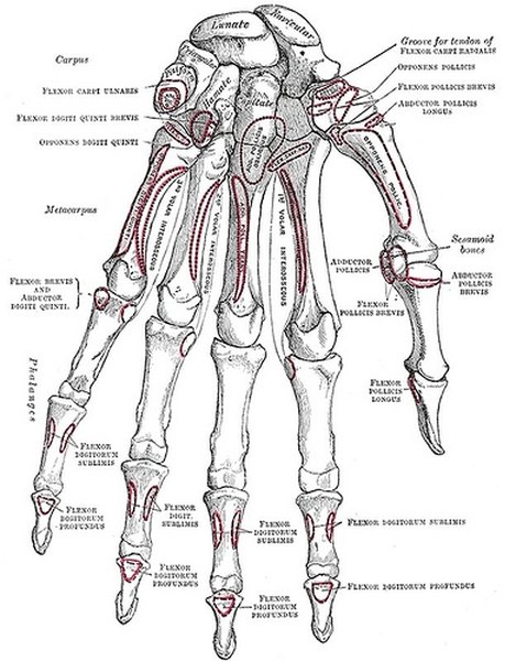 An Explanation Of The Skeletal System - 