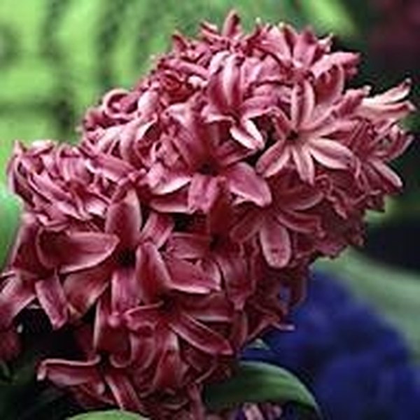 Dutch Hyacinth