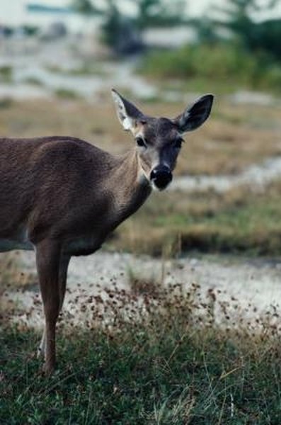 How to Feed Deer Apples & Peanut Butter