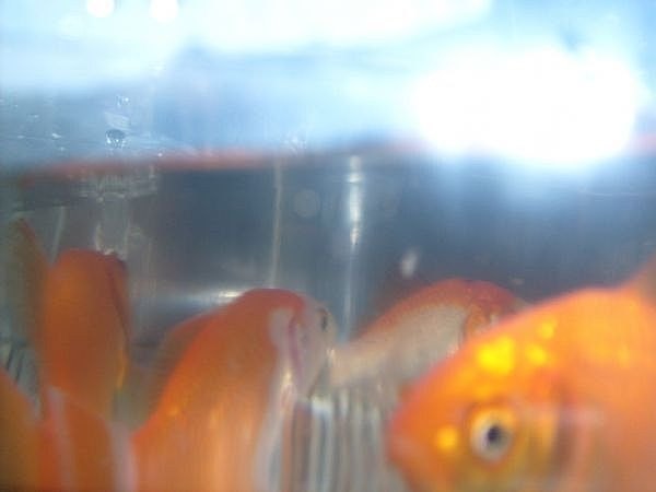 Fresh purchased goldfish, ready for their new home.