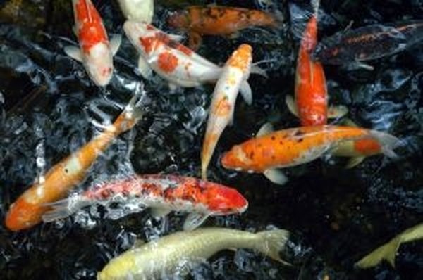 buy-koi-fish-nurturing-guide-complete-guide-on-caring-for-your-koi